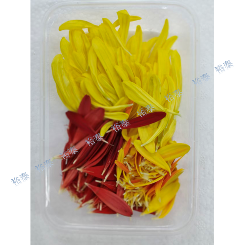 菊花瓣（黃3 紅1）